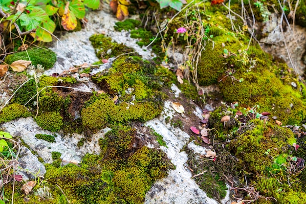 A textura do musgo verde nas pedras