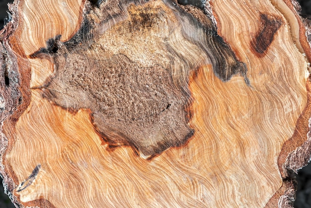 A textura do tronco serrado da árvore afetada O padrão da extremidade da madeira