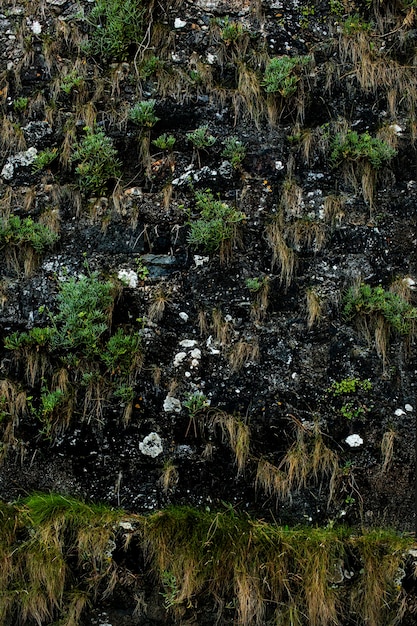 A textura é verde. fundo de musgo.