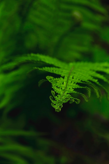 A textura natural da samambaia molhada sae em um fundo escuro.