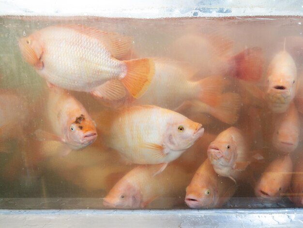 A tilapia vermelha está nadando no tanque de peixes.
