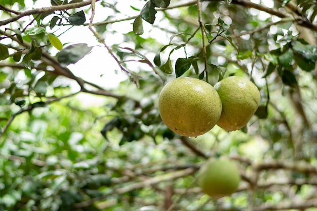 A toranja é uma fruta doce e altamente nutritiva, principalmente vitaminas.