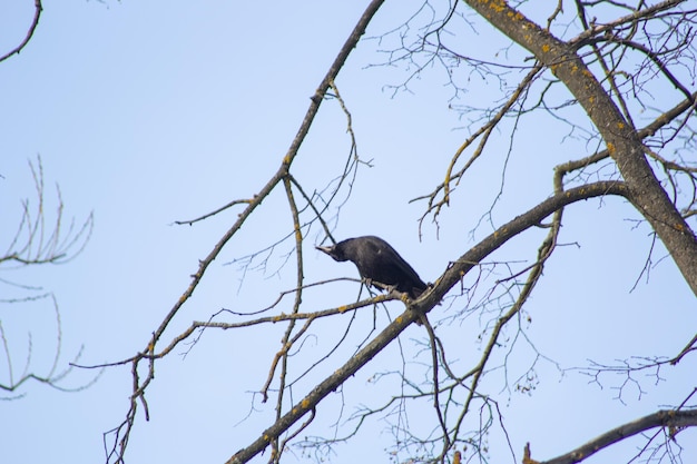 A torre de pássaro preto quebra um galho em uma árvore