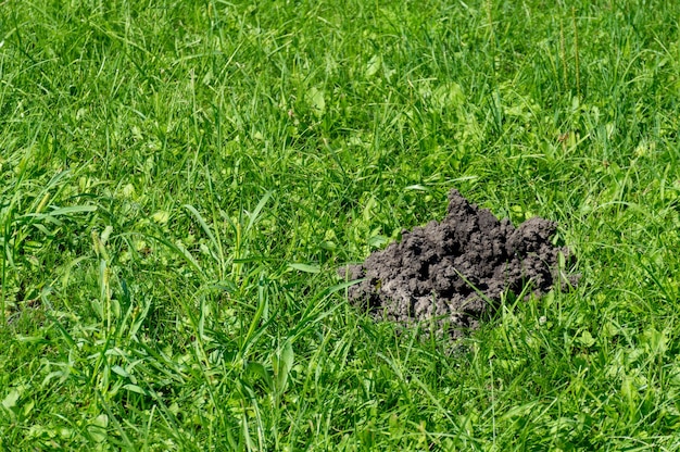 A toupeira cavou a terra no meio do campo