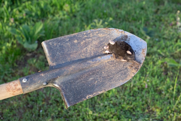 Foto a toupeira morta está na baioneta de uma pá de extermínio de pragas de roedores em sua casa de verão