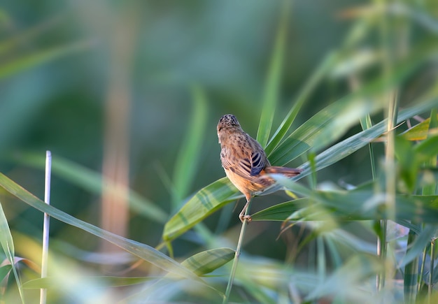 A toutinegra (Acrocephalus schoenobaenus) é fotografada em close-up em um canavial na luz suave da manhã. A identificação de pássaros é possível.