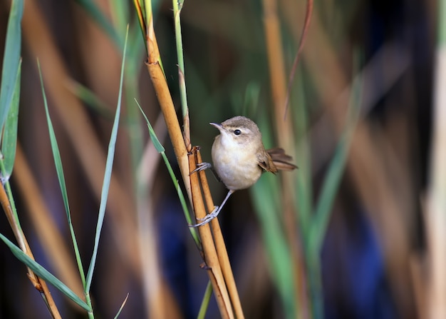 A toutinegra do arrozal (acrocephalus agricola) é fotografada de perto. a luz suave da manhã acentua os detalhes da plumagem e do hábito do pássaro