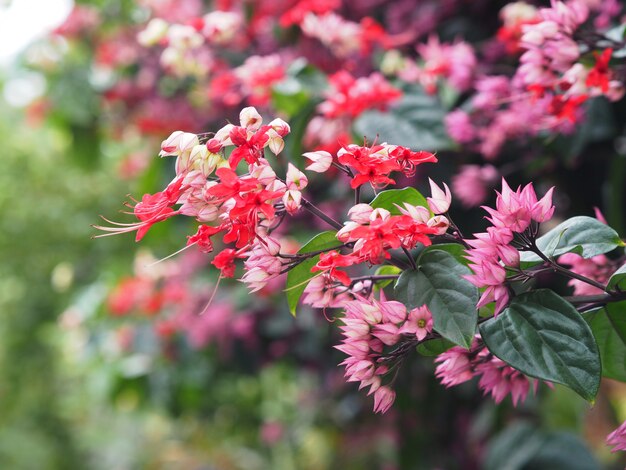 A trepadeira vermelha e cor-de-rosa pequena floresce no fundo verde.