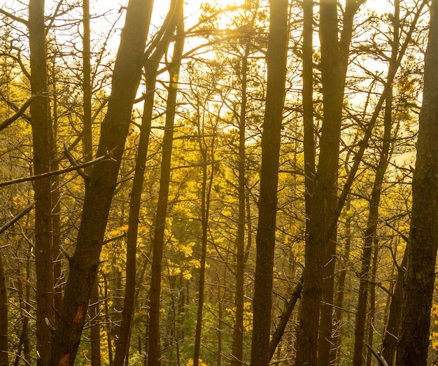 A trilha ao pôr do sol do Monte Adarra na cidade de Urnieta perto de San Sebastian