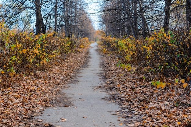 A trilha da rua da cidade repleta de folhas caídas de amarelo, laranja e vermelho. Paisagem de outono.