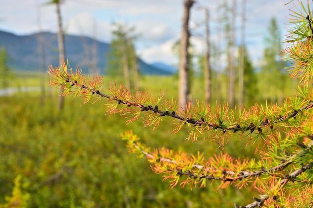 A tundra da floresta no verão