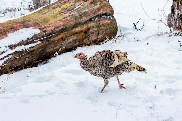 A Turquia está caminhando pela neve na fazenda e procurando por comida_