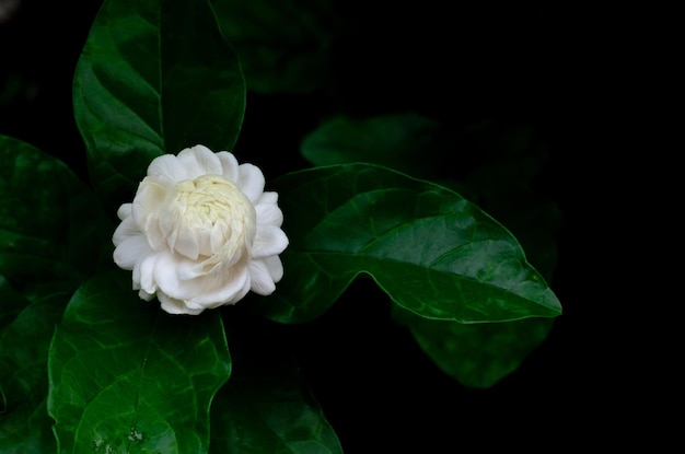 Foto a única bela flor de jasmim branco da tailândia com suas folhas do jardim que usam para aroma e chá isolado em fundo preto