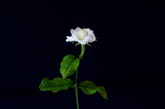 Foto a única bela flor de jasmim branco da tailândia com suas folhas do jardim que usam para aroma e chá isolado em fundo preto