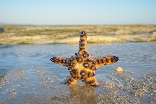 A única estrela do mar está deitada na areia da praia