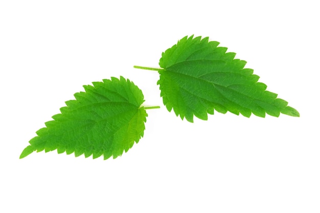 A urtiga deixa Urtica Dioica isolada em um fundo branco em close-up