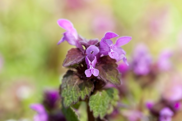 A urtiga floresce na primavera