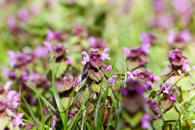 A urtiga floresce na primavera