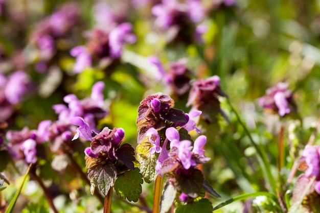 A urtiga floresce na primavera