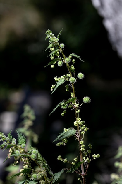 A urtiga útil Urtica crescendo em um prado