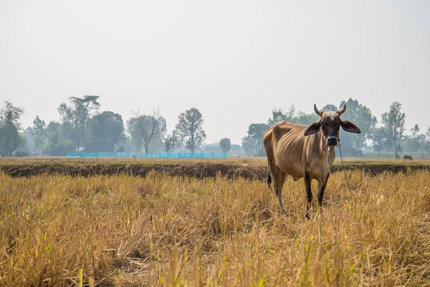 A vaca em um campo após a colheita.