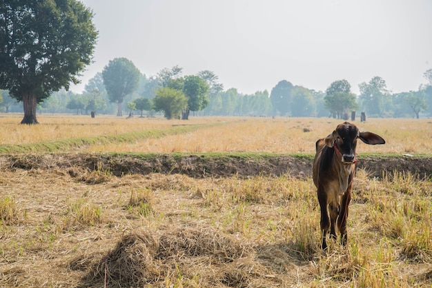 A vaca em um campo após a colheita.