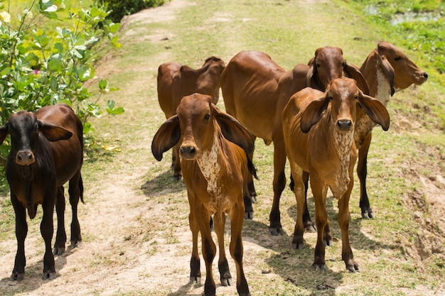 Foto a vaca em um campo