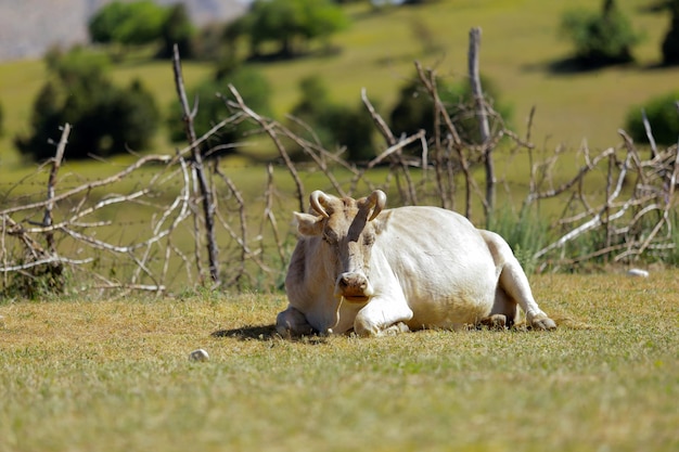 A vaca está descansando no prado