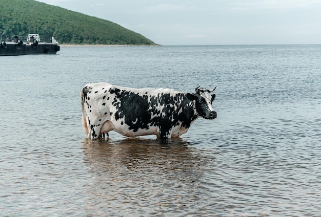 A vaca está esfriando indo tomar banho tomando banho e de pé no mar