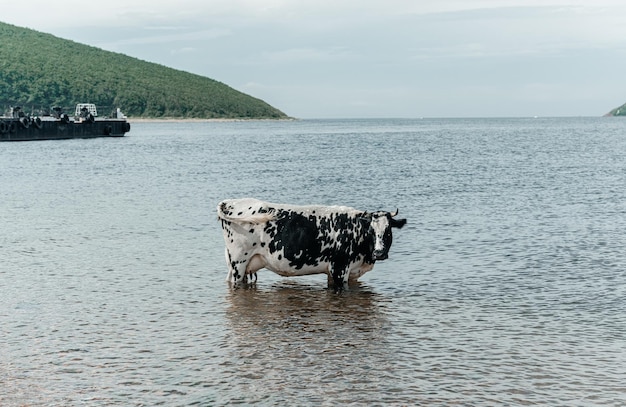 A vaca está esfriando indo tomar banho tomando banho e de pé no mar
