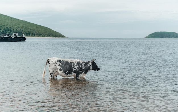 A vaca está esfriando indo tomar banho tomando banho e de pé no mar