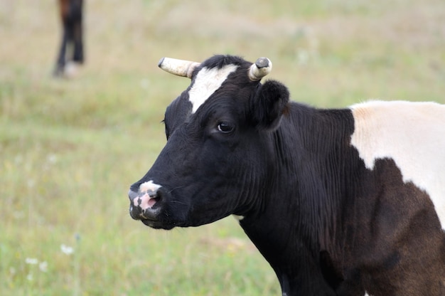 A vaca está pastando no pasto