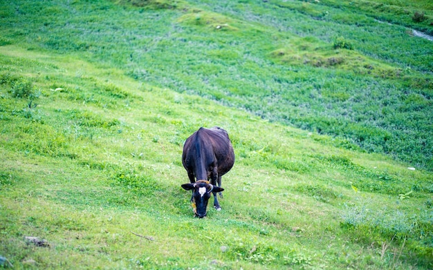 A vaca está pastando pastagens verdes durante a temporada de monções em kathmandu nepal