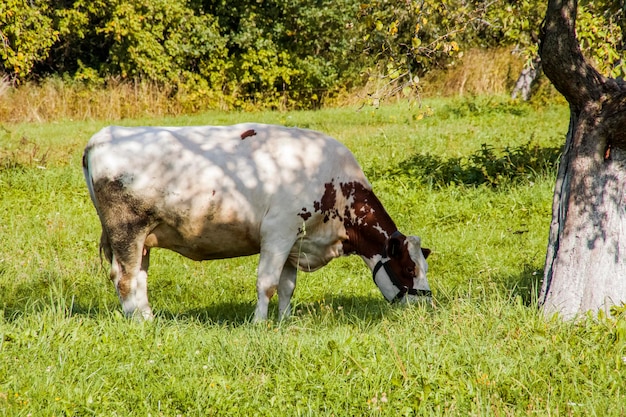 A vaca manchada pasta em um prado verde