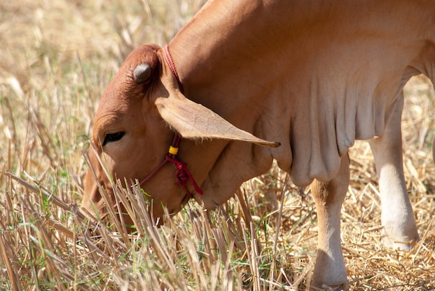 A vaca marrom comendo grama