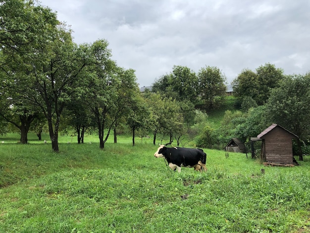 A vaca nas montanhas na grama verde perto da casa da fazenda