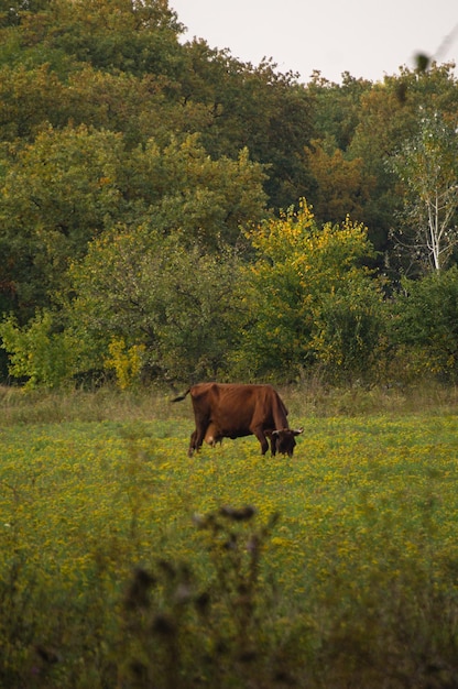 A vaca pasta em um campo na floresta