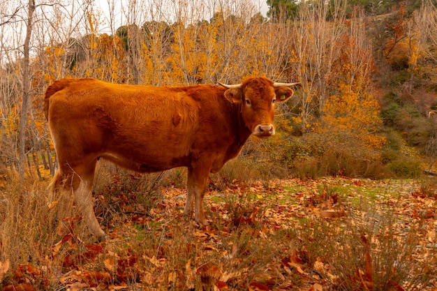 Foto a vaca um mamífero artiodáctilo da família bovidae