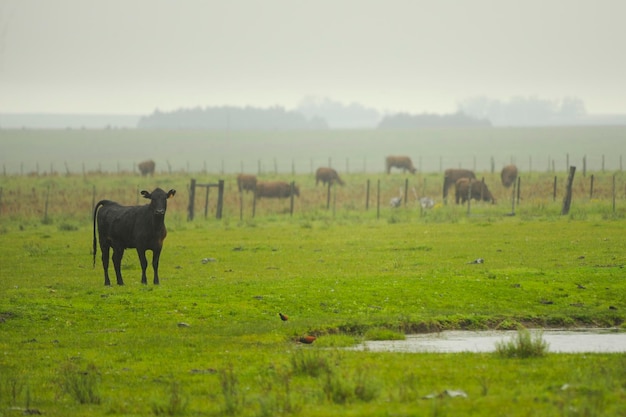 A vaca um mamífero artiodáctilo da família bovidae