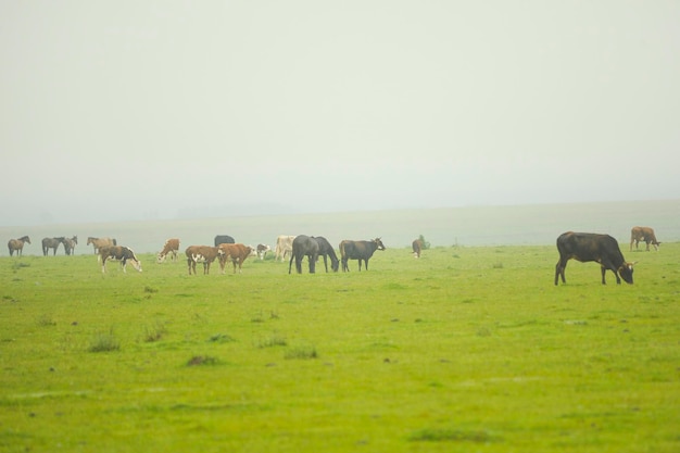 A vaca um mamífero artiodáctilo da família bovidae