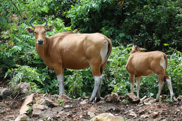 A vaca vermelha fêmea e bebê no jardim da natureza