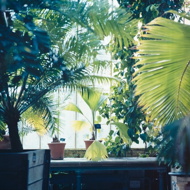 Foto a vegetação de um jardim botânico filmada