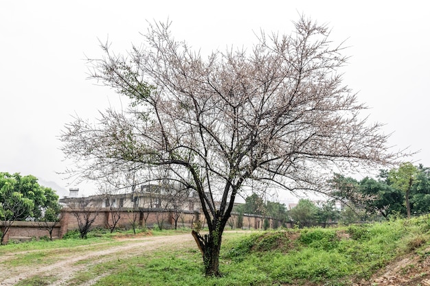 A velha ameixeira está na chuva