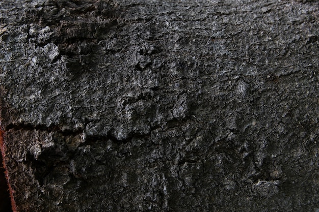 A velha madeira de madeira desgastada de textura de casca de árvore usa como um fundo natural