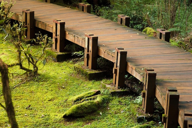 A velha ponte de madeira na floresta de Alishan