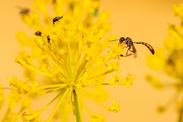 A vespa escavadora da família sphecidae