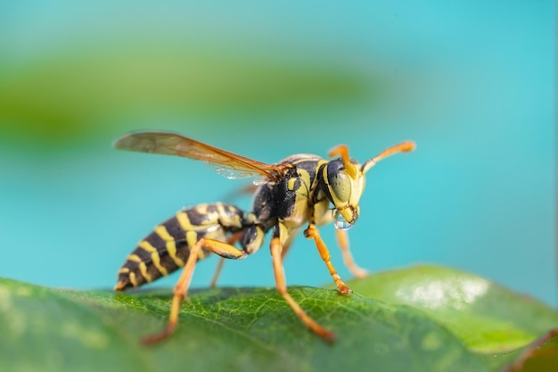 A vespa está sentada nas folhas verdes A perigosa vespa comum listrada amarela e preta senta-se nas folhasx9