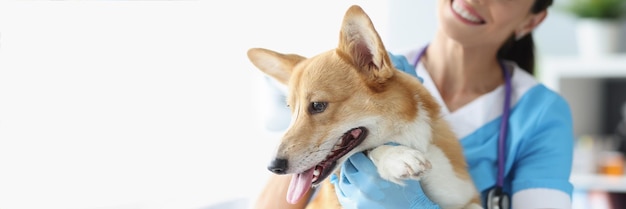 A veterinária sorridente está segurando o cachorro no tratamento e cuidados de qualidade da clínica veterinária