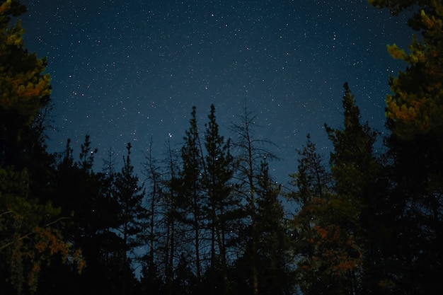 A Via Láctea se ergue sobre os pinheiros em uma noite estrelada sobre a floresta