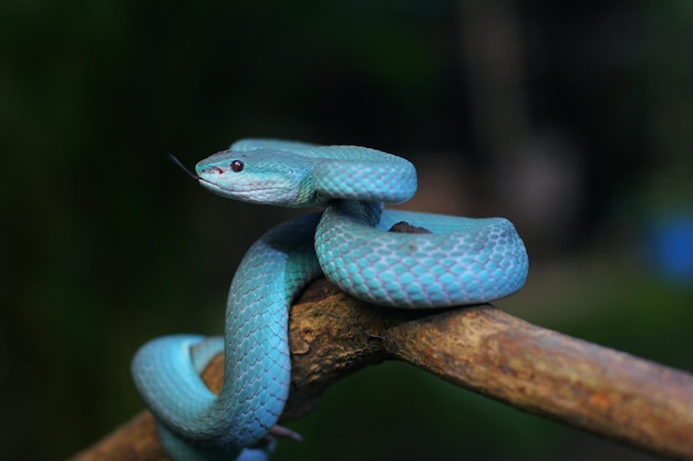 A víbora azul é uma cobra venenosa encontrada nas ilhas menores de sunda da indonésia